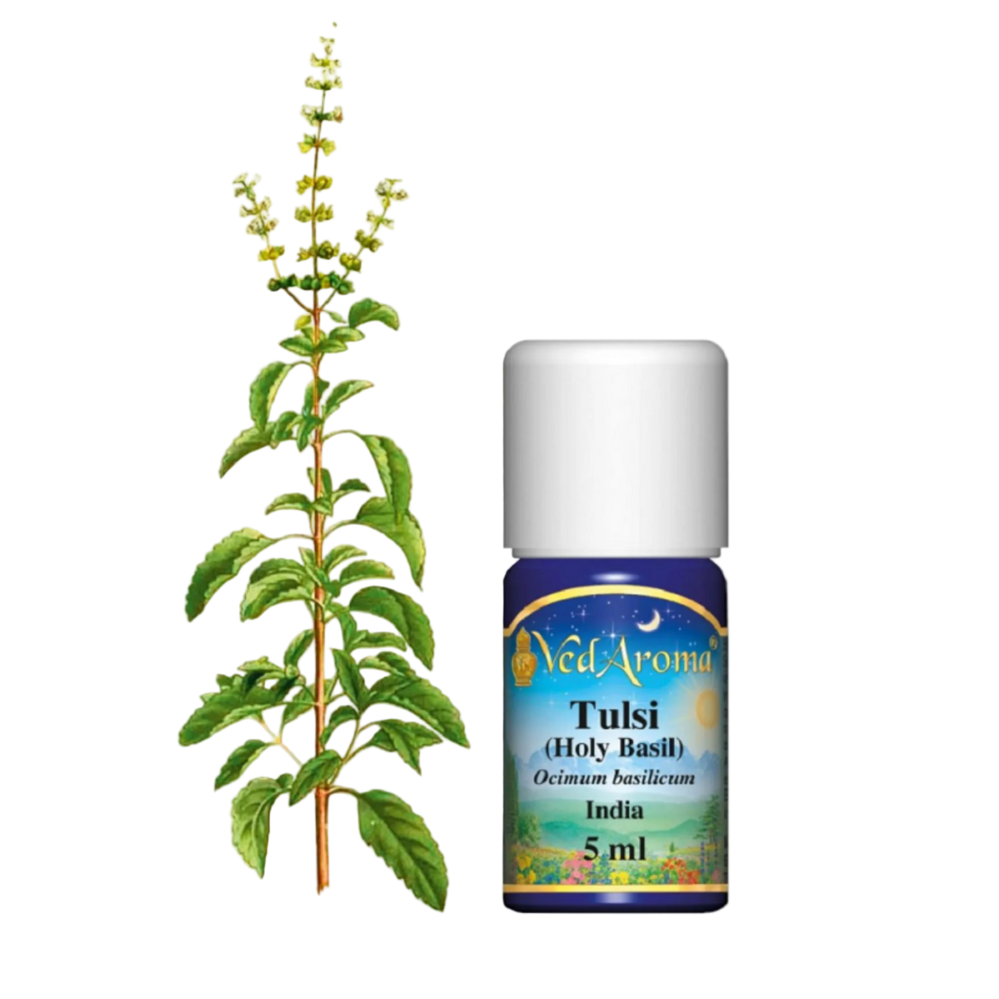 Tulsi (szent bazsalikom) illóolaj (5ml)