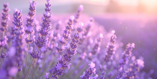 Levendula illóolaj – a nyugalom klasszikusa, ami tényleg működik