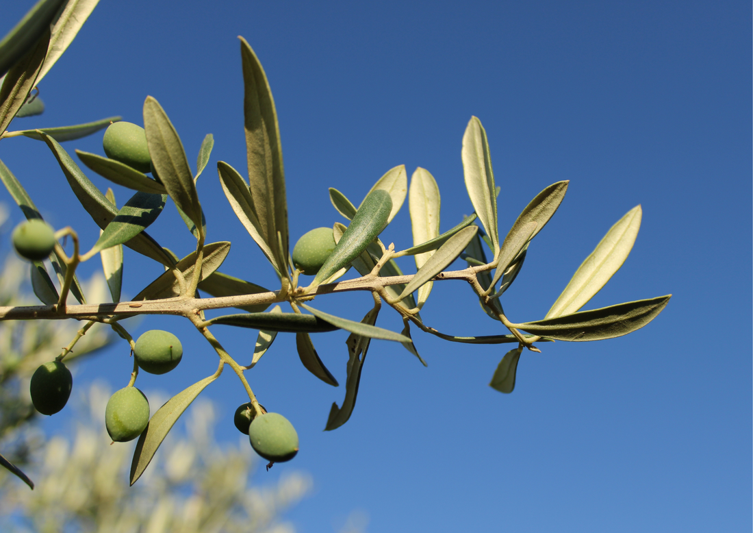 Az olívaolaj titka: Miért egészséges és miért érdemes fogyasztani?