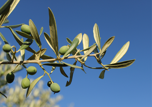 Az olívaolaj titka: Miért egészséges és miért érdemes fogyasztani?