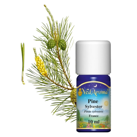 Erdei Fenyő Illóolaj (10 ml)