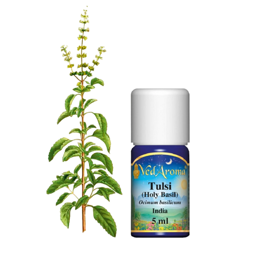 Tulsi (szent bazsalikom) illóolaj (5ml)